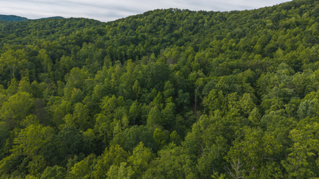Offering #3 - Wooded Tract for Sale in Woolwine VA - image 23