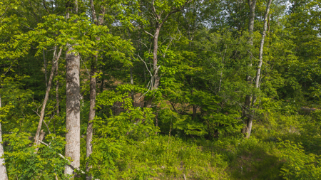 Offering #3 - Wooded Tract for Sale in Woolwine VA - image 6