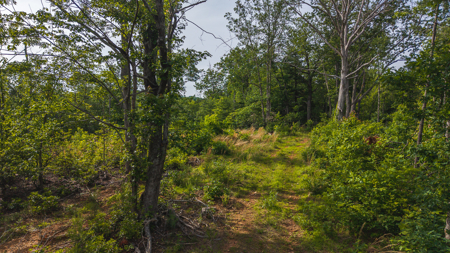 Offering #3 - Wooded Tract for Sale in Woolwine VA - image 11