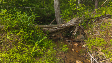 Offering #3 - Wooded Tract for Sale in Woolwine VA - image 4