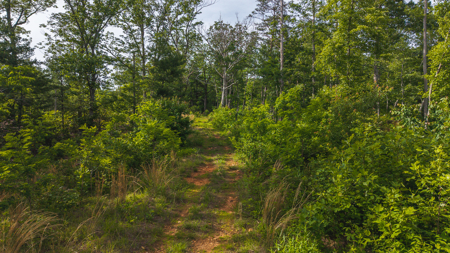 Offering #3 - Wooded Tract for Sale in Woolwine VA - image 10