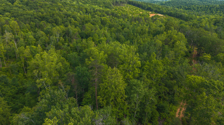 Offering #3 - Wooded Tract for Sale in Woolwine VA - image 19