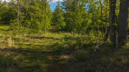 Offering #3 - Wooded Tract for Sale in Woolwine VA - image 1