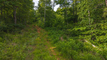 Offering #3 - Wooded Tract for Sale in Woolwine VA - image 8