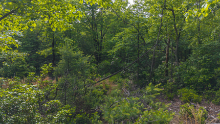 Large Wooded Tract for Sale in VA - image 4
