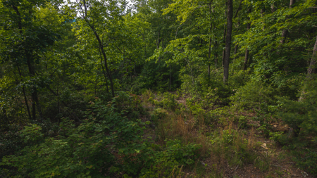 Large Wooded Tract for Sale in VA - image 3
