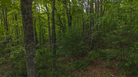 Large Wooded Tract for Sale in VA - image 7