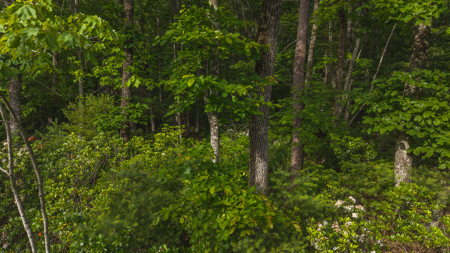 Large Wooded Tract for Sale in VA - image 5
