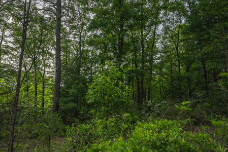 Large Wooded Tract for Sale in VA - image 9