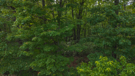 Wooded Land for Sale in Woolwine VA - image 10