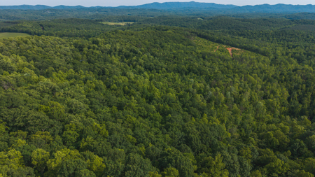 Wooded Land for Sale in Woolwine VA - image 2