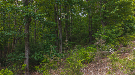 Wooded Land for Sale in Woolwine VA - image 4