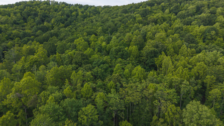 Wooded Land for Sale in Woolwine VA - image 8