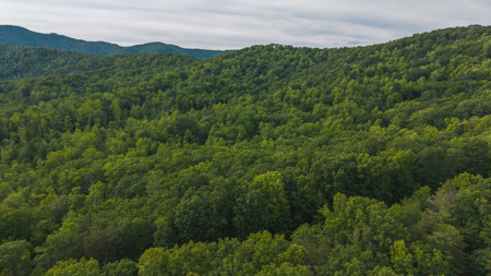 Wooded Land for Sale in Woolwine VA - image 6