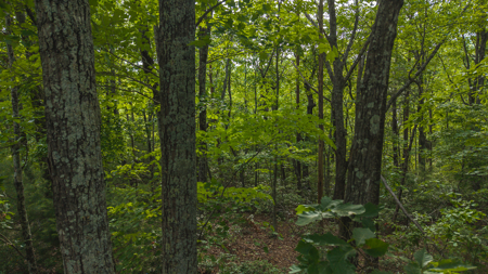 Wooded Land for Sale in Woolwine VA - image 5