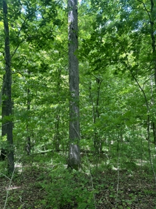 Dubois County Buildsite- Southern Indiana Real Estate - image 10