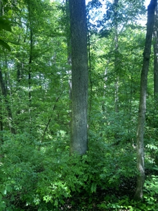 Dubois County Buildsite- Southern Indiana Real Estate - image 7