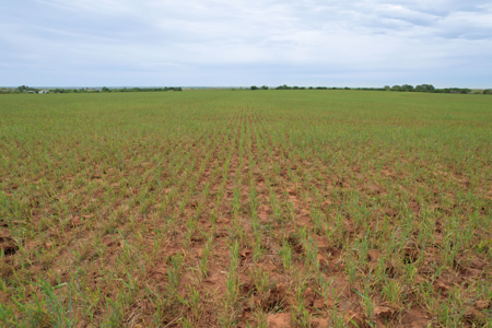 80 Acres for Sale, Clinton, Washita County, OK - image 21