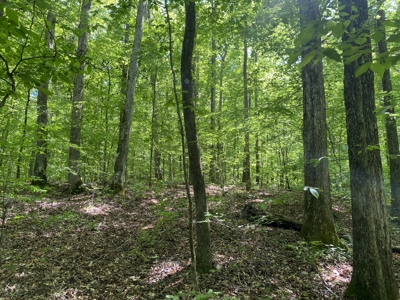 Land For Sale In Tn, 30 Acres+/-, Creek, Open & Wooded Land - image 21