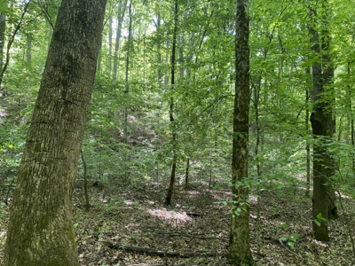 Land For Sale In Tn, 30 Acres+/-, Creek, Open & Wooded Land - image 32