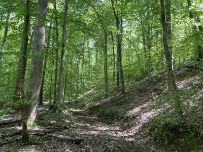 Land For Sale In Tn, 30 Acres+/-, Creek, Open & Wooded Land - image 7