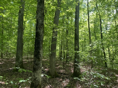 Land For Sale In Tn, 30 Acres+/-, Creek, Open & Wooded Land - image 22