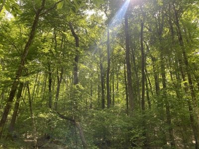 Land For Sale In Tn, 30 Acres+/-, Creek, Open & Wooded Land - image 6