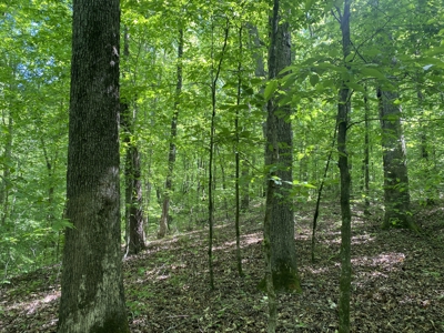 Land For Sale In Tn, 30 Acres+/-, Creek, Open & Wooded Land - image 23