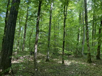 Land For Sale In Tn, 30 Acres+/-, Creek, Open & Wooded Land - image 8
