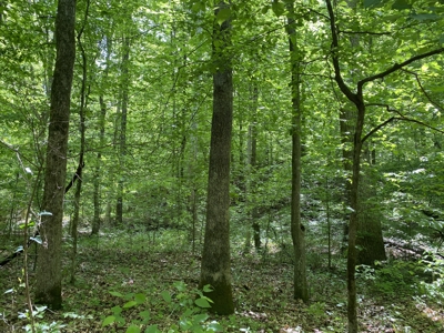 Land For Sale In Tn, 30 Acres+/-, Creek, Open & Wooded Land - image 33