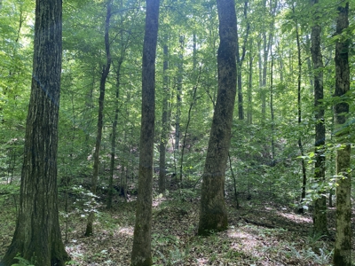 Land For Sale In Tn, 30 Acres+/-, Creek, Open & Wooded Land - image 31