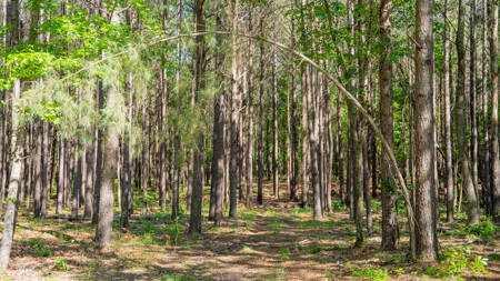 G4 Ranch – 235± Acres of Premier Hunting & Recreational Paradise - image 20