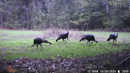 586 Hunting Land in the Catahoula Hills with Creek - image 25