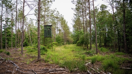586 Hunting Land in the Catahoula Hills with Creek - image 43