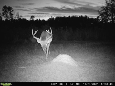 586 Hunting Land in the Catahoula Hills with Creek - image 5
