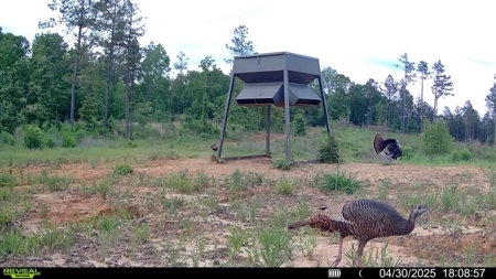 586 Hunting Land in the Catahoula Hills with Creek - image 4
