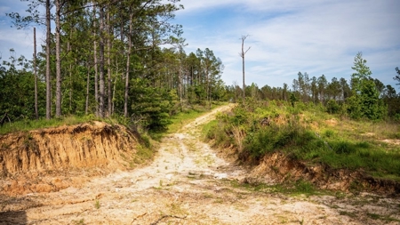 586 Hunting Land in the Catahoula Hills with Creek - image 30