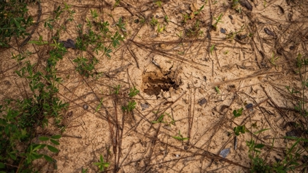 586 Hunting Land in the Catahoula Hills with Creek - image 33