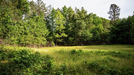 586 Hunting Land in the Catahoula Hills with Creek - image 36