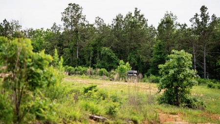 586 Hunting Land in the Catahoula Hills with Creek - image 41