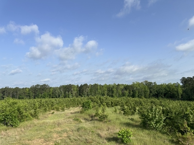 121.46 Acres of Land for Sale in Hot Spring County, Arkansas - image 4