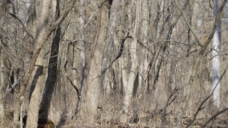 Hunting/Investment farm for sale in Schuyler Co, MO-100 acres - image 21