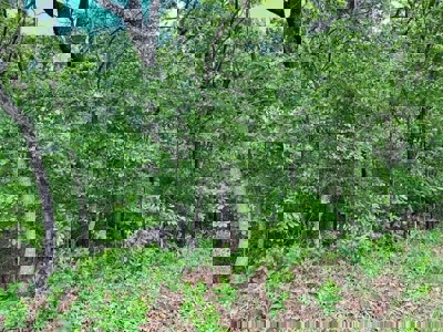 Lake Front Property for sale Izard County - image 8