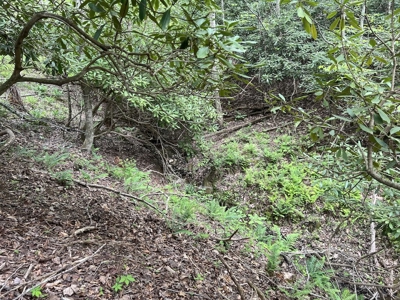 Land for Sale in Floyd County VA - image 7