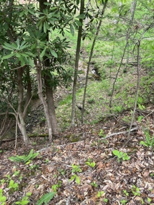 Land for Sale in Floyd County VA - image 28