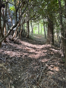 Land for Sale in Floyd County VA - image 21