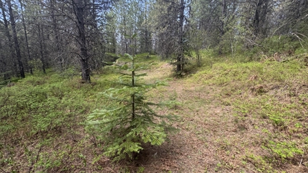Land for Sale in Orofino Idaho in a Private 20 Acre Subdivision - image 11