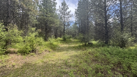 Land for Sale in Orofino Idaho in a Private 20 Acre Subdivision - image 8