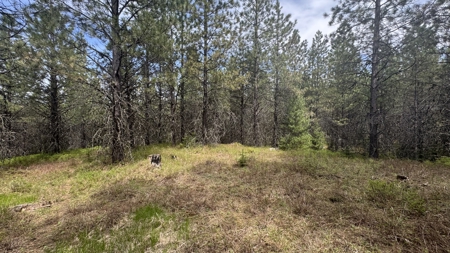Land for Sale in Orofino Idaho in a Private 20 Acre Subdivision - image 13