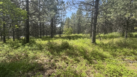Land for Sale in Orofino Idaho in a Private 20 Acre Subdivision - image 32